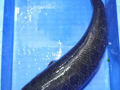 -褒河栈道渔庄(建工路总店)