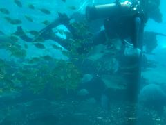 -海棠湾洲际-涛·海底餐厅·美人鱼·自助餐·海底隧道