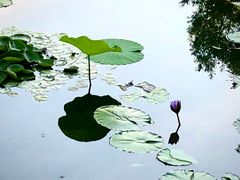 -海淀公园