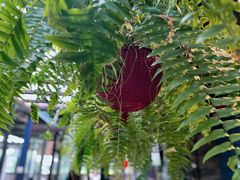 -野蔓果·山野菜(西湖景区·龙井茶田店)