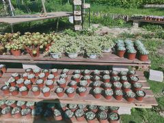 -广东花都香草世界旅游度假区