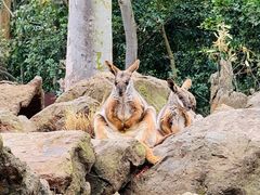 -费瑟代尔野生动物园