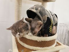 -共舞时光猫咖·狗咖(新街口店)