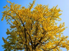 -重庆医科大学附属第一医院(金山院区)