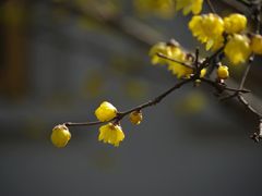-无锡梅园公园