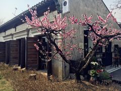 -田园东方蜜桃村的田野营地