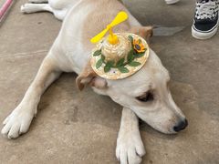 -趣玩宠物乐园寄养训犬训狗游泳池