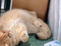 -东方名猫馆·英短金渐层布偶猫舍(环线广场1号楼店)