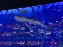 -成都浩海立方海洋公园