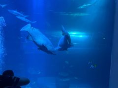 -太平洋海底世界