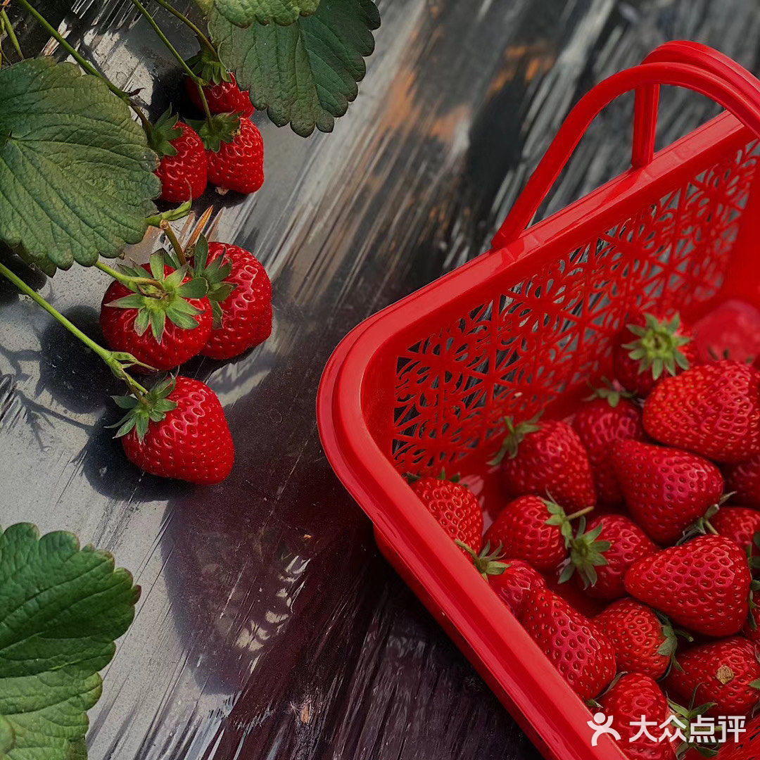 今天是草莓味的一天|北塘草莓