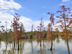 -上海长兴岛郊野公园