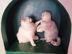 -猫儿山۰猫主题餐厅