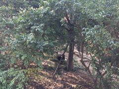 -成都大熊猫繁育研究基地