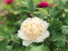 -曹州百花园