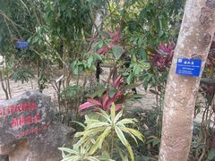 -中国科学院西双版纳热带植物园