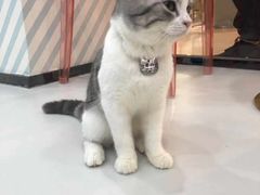-糯米喵星人·撸猫猫舍咖啡馆(西市场嘉华店)