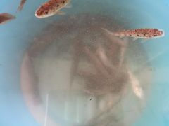 -青城两河漂流
