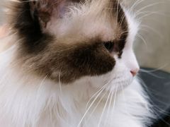 -PETKIT小佩宠物·低压洗护(国顺东路店)