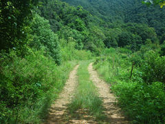 -龙坞茶村