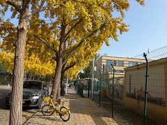 -三里屯东五街银杏大道