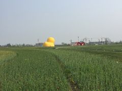 -荷兰花海