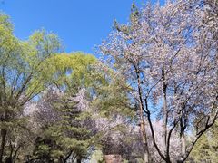 -石家庄市植物园