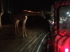 -清迈夜间动物园