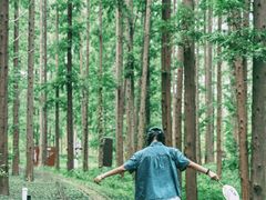 -黄海国家森林公园