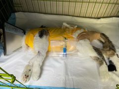 -喜多萌中农锦绣动物医院24H·猫科·牙科MRI·CT