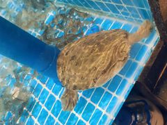 -田园居·佳宴(桑田路店)