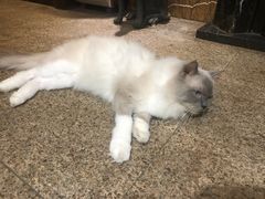 -more than meow吴止猫主题餐厅(承德 中船汇店)