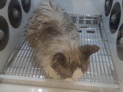 -佳雯宠物医院·皮肤科·内外科(春晓路分院)