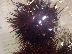 -老虎滩船说·大连海鲜(老虎滩店)