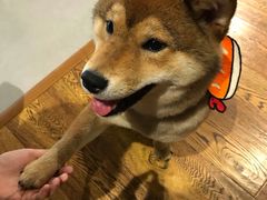 -柴务处·柴犬主题狗咖