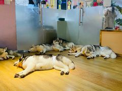 -Husky Go! 哈士奇体验馆·宠物咖啡厅狗咖
