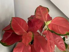 -至尊名仕·中泰按摩·养生SPA会所