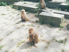 -重庆雨台山风景区
