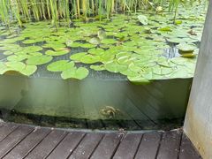 -火福·天湖阁大闸蟹博物馆主题餐厅(浅水湾店)
