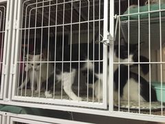 -爱侣宠医·鹦鹉专科·小型哺乳类·异宠专科(灵石路店)