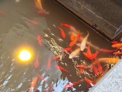 -单家老院·院子里的青岛菜(沙子口店)