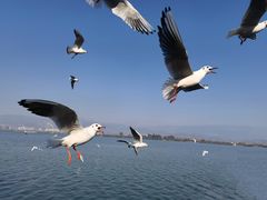 -西昌邛海湿地