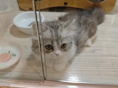 -屋虎猫馆(宝安大仟里店)