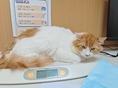 -瑞派康怡24h宠物医院·犬猫医疗中心·微创绝育(瑞景分院)