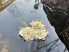 -滨湖塘西河公园