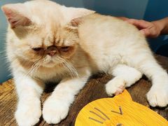 -Meowの猫咖(万家丽店)