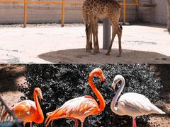 -西霞口神雕山野生动物世界