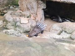 -海南热带野生动植物园