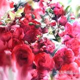 象征着美好爱情的玫瑰花🌹都在这组画作中了
