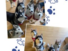 -Husky Go! 哈士奇体验馆·宠物咖啡厅狗咖